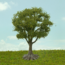model trees